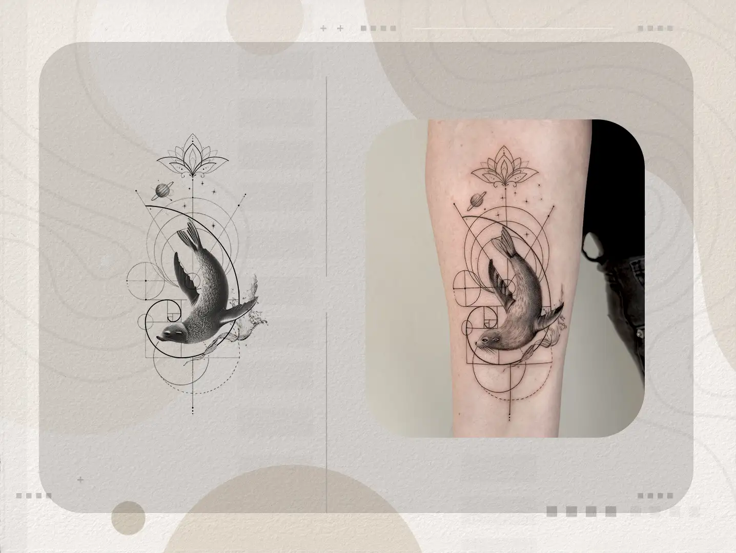 South African fur seal